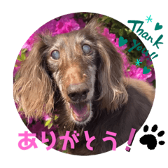 [LINEスタンプ] チョコの可愛いスタンプ①