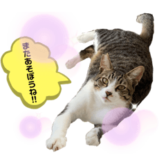 [LINEスタンプ] マルスFamily4 (Catバージョン)