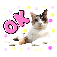 [LINEスタンプ] みけねこねこスタンプ2