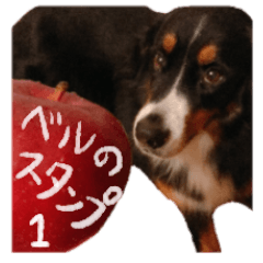 [LINEスタンプ] バーニーズマウンテンdogの毎日使えるStamp