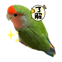[LINEスタンプ] コザクラインコ ぐーちゃんvol.3