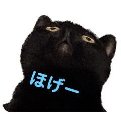 [LINEスタンプ] 黒猫ふくの日常