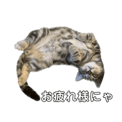 [LINEスタンプ] とらまるです2