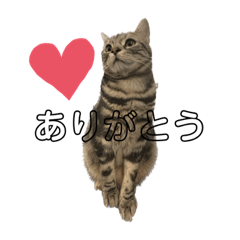 [LINEスタンプ] 猫のとらまる