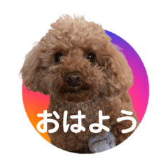 [LINEスタンプ] トイプーご機嫌