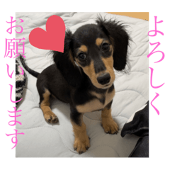 [LINEスタンプ] ルイ★敬語ver
