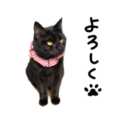 [LINEスタンプ] くろねこくりかのこ