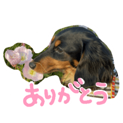 [LINEスタンプ] ダックスのお宅