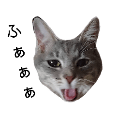 [LINEスタンプ] あくび猫みゃーちゃんの日常③