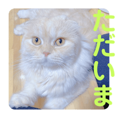 [LINEスタンプ] でか文字 猫の可愛いメッセージ