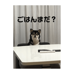 [LINEスタンプ] 黒柴むぎの日常