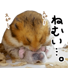 [LINEスタンプ] 可愛いゴールデンハムスターのコロ助