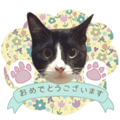 [LINEスタンプ] ハチワレ猫サトコの写真スタンプ