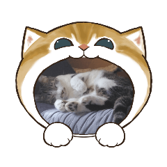 [LINEスタンプ] Cats in the cat