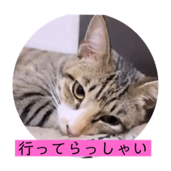 [LINEスタンプ] ねこーず39にゃんシリーズ㊲ハス