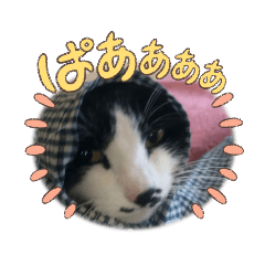 [LINEスタンプ] ネコどーぞ