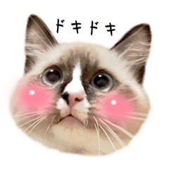 [LINEスタンプ] 自分らしく生きる猫(ラグドール編 修正版)