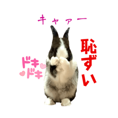 [LINEスタンプ] ミニうさぎのダッチ⑤