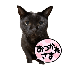 [LINEスタンプ] にゃんこでひとこと