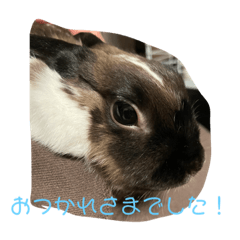 [LINEスタンプ] ごまちゃんの日常③