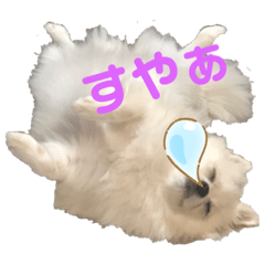 [LINEスタンプ] ポメラニアンこてつのスタンプ1