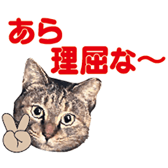 [LINEスタンプ] 金沢弁のキジトラ