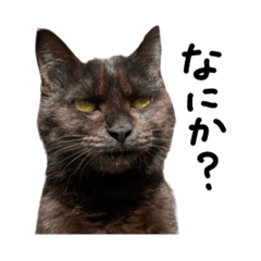 [LINEスタンプ] くろねこくりかのこ 今日ものびのび〜