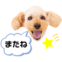 [LINEスタンプ] わんぱくトイプーの日常3
