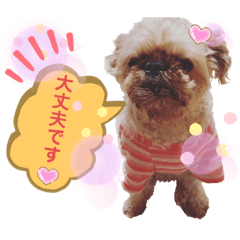 [LINEスタンプ] マルスFamily5 (ブリュッセルグリフォン)