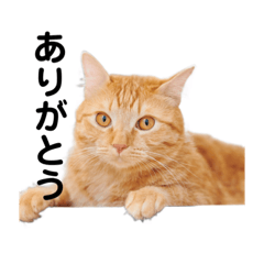 [LINEスタンプ] つなまよスタンプ第二弾