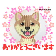 [LINEスタンプ] seinatouch（セイナタッチ）2 柴犬