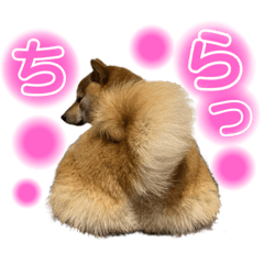[LINEスタンプ] 柴犬スタンプヒナvol.2