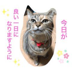 [LINEスタンプ] あんずちゃん其の6