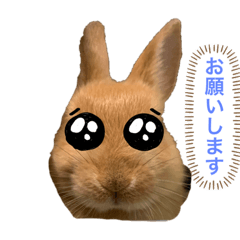 [LINEスタンプ] かわいいネザーランド（うさぎ）の画像（メイン）