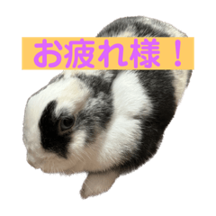 [LINEスタンプ] ラビの日常スタンプ