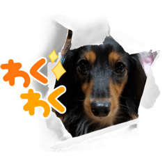 [LINEスタンプ] ダックス アンの日常