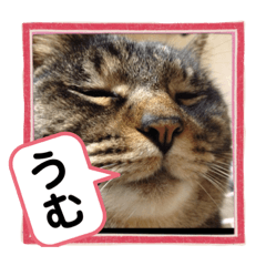 [LINEスタンプ] 猫にゃんこねこにゃん