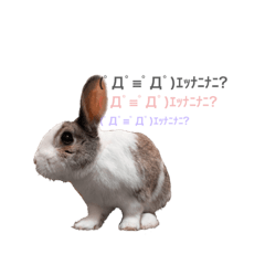 [LINEスタンプ] 田田the rabbit-what！