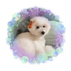 [LINEスタンプ] ピケその8