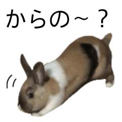 [LINEスタンプ] 毒舌ウサギさん.