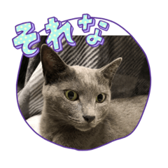 [LINEスタンプ] RIRI＆RON⑤たまに亀。