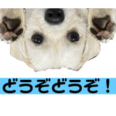[LINEスタンプ] ぶんたのおもしろ会話スタンプ