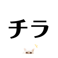 [LINEスタンプ] ペルのスタンプ3