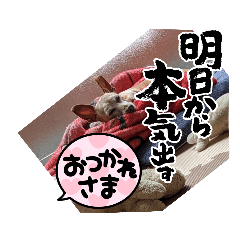 [LINEスタンプ] ミニピン龍くん