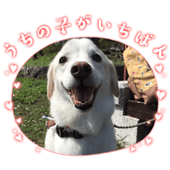 [LINEスタンプ] 犬の日を盛り上げる♡可愛いワンコ大集合♡