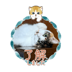 [LINEスタンプ] にゃんこの日常（琴乃華）Ver.