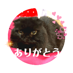 [LINEスタンプ] 日常で使える黒猫うなたん★のスタンプ♪