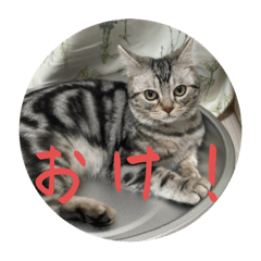 [LINEスタンプ] ルッカ(猫)のスタンプ第三弾。