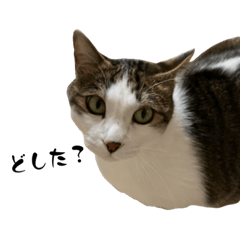 [LINEスタンプ] ぎーの日常