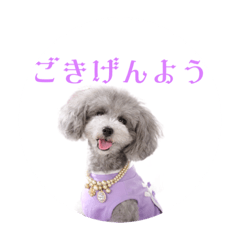 [LINEスタンプ] シルバーのトイプードル2